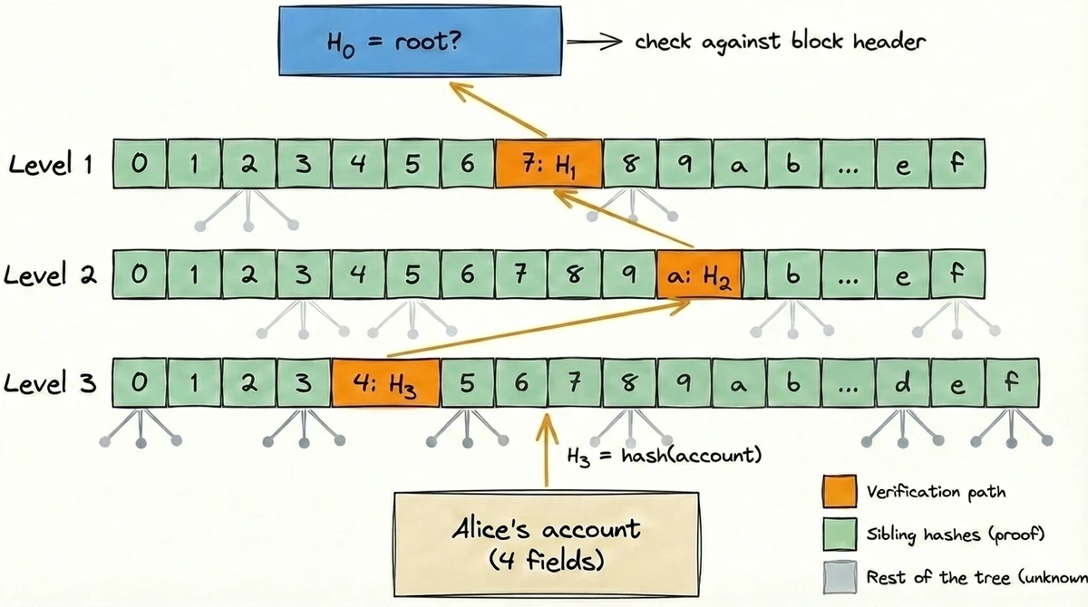 Merkle proof verification: Alice's account is hashed bottom-up through three levels of the hexary trie. At each level, the computed hash (orange) is combined with 15 sibling hashes (green, provided by the prover) to produce the next hash. Gray subtree hints show the rest of the tree that the verifier never needs to see.