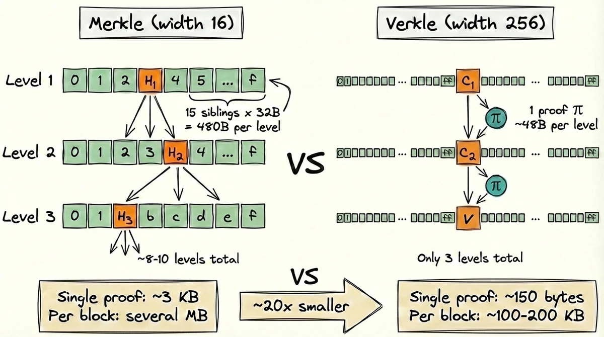 Side-by-side comparison of Merkle vs Verkle proof structure: Merkle needs 15 sibling hashes per level while Verkle needs only one proof per level, resulting in ~20x smaller proofs
